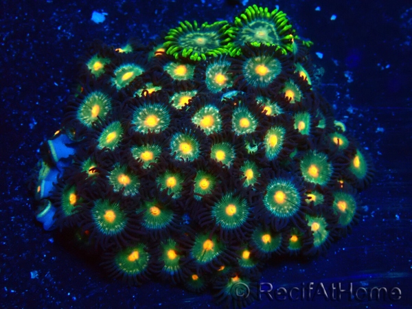 WYSIWYG - Zoanthus 14A5 Mariculture Indo Acclimaté sous led