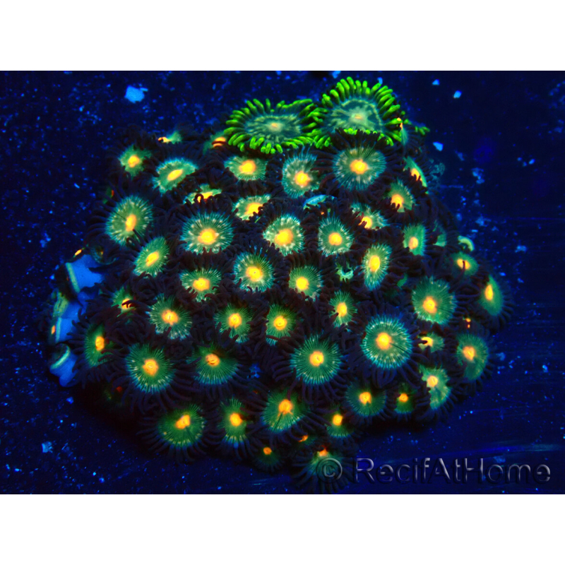 WYSIWYG - Zoanthus Mariculture Indo Acclimaté sous led