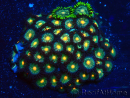 WYSIWYG - Zoanthus Indo Mariculture Acclimated under LED