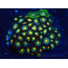 WYSIWYG - Zoanthus 14A5 Mariculture Indo Acclimaté sous led