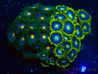 WYSIWYG - Zoanthus Maricultura Indo Aclimatado bajo LED