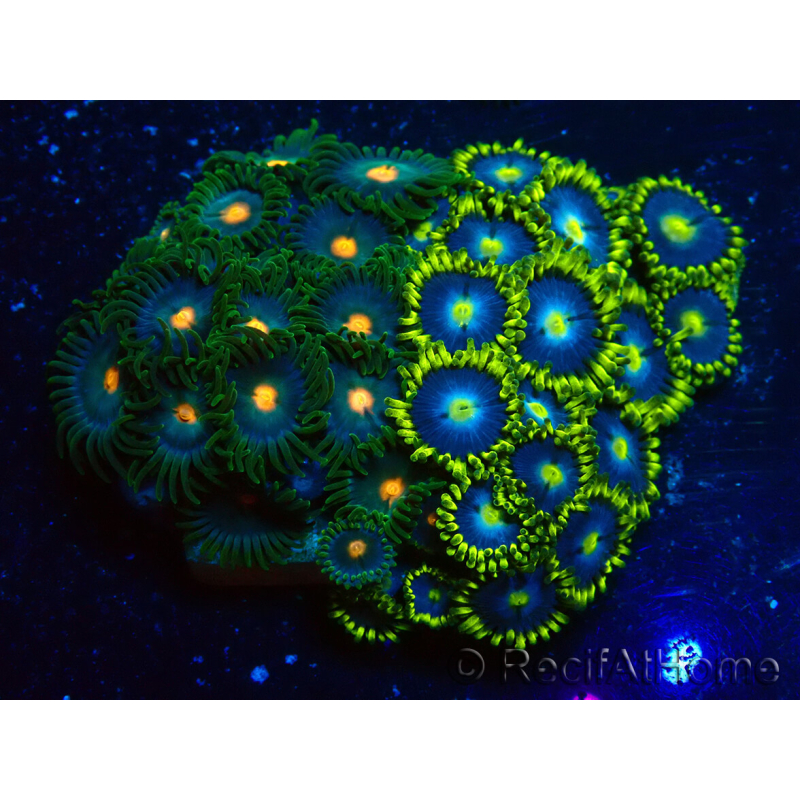 WYSIWYG - Zoanthus Indo Mariculture Acclimated under LED