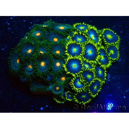 WYSIWYG - Zoanthus Maricultura Indo Acclimatato sotto led