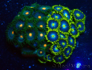 WYSIWYG - Zoanthus Maricultura Indo Acclimatato sotto led