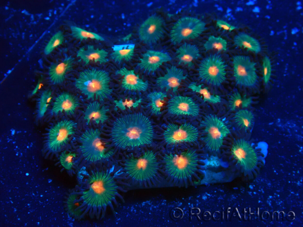 WYSIWYG - Zoanthus 14B1 Mariculture Indo Acclimaté sous led