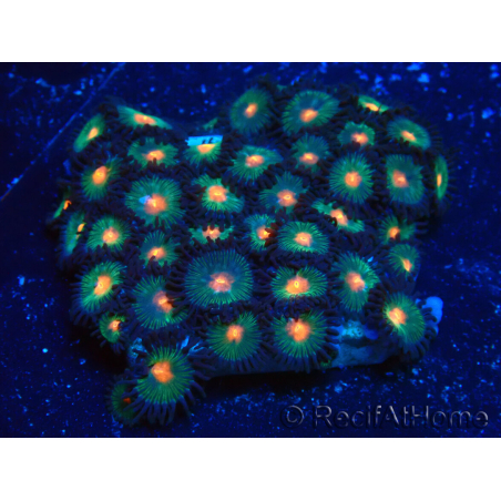 WYSIWYG - Zoanthus Mariculture Indo Acclimated under LED