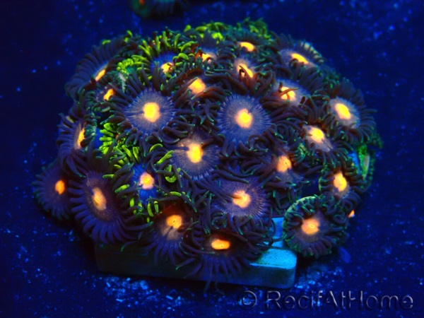 WYSIWYG - Zoanthus Maricoltura Indo Acclimatato sotto led