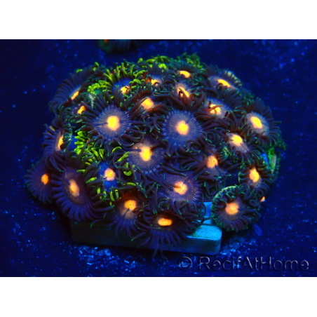 WYSIWYG - Zoanthus Mariculture Indo Acclimaté sous led