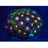 WYSIWYG - Zoanthus 14B2 Mariculture Indo Acclimaté sous led