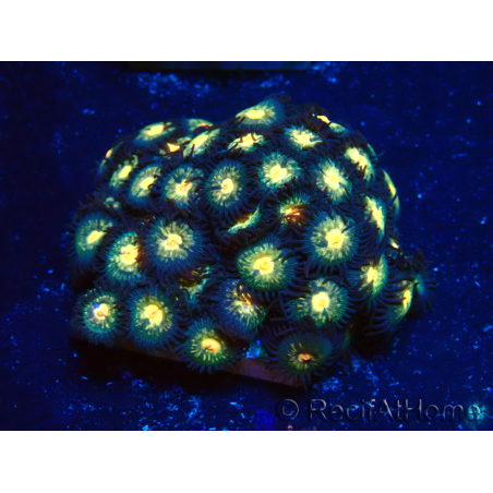 WYSIWYG - Zoanthus Maricultura Indo Aclimatado bajo led