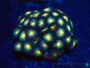 WYSIWYG - Zoanthus Maricultura Indo Aclimatado bajo led
