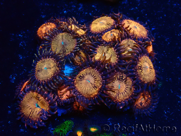 WYSIWYG - Zoanthus Mariculture Indo Acclimaté sous led
