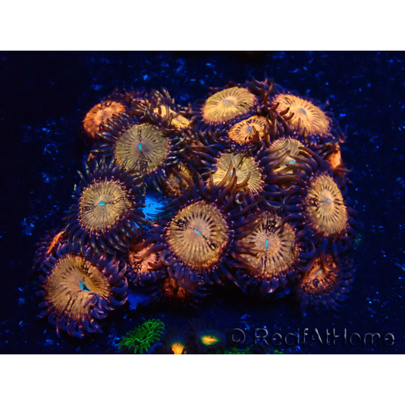 WYSIWYG - Zoanthus Maricultura Indo Aclimatado bajo led