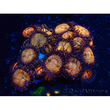 WYSIWYG - Zoanthus Maricultura Indo Aclimatado bajo led