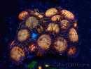WYSIWYG - Zoanthus Mariculture Indo Acclimaté sous led