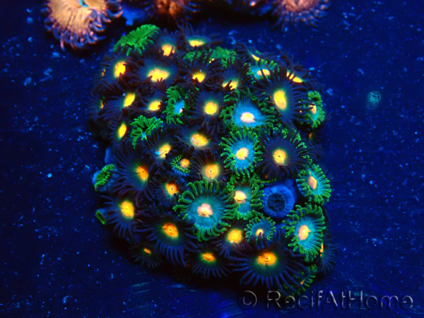 WYSIWYG - Zoanthus 14B5 Mariculture Indo Acclimaté sous led
