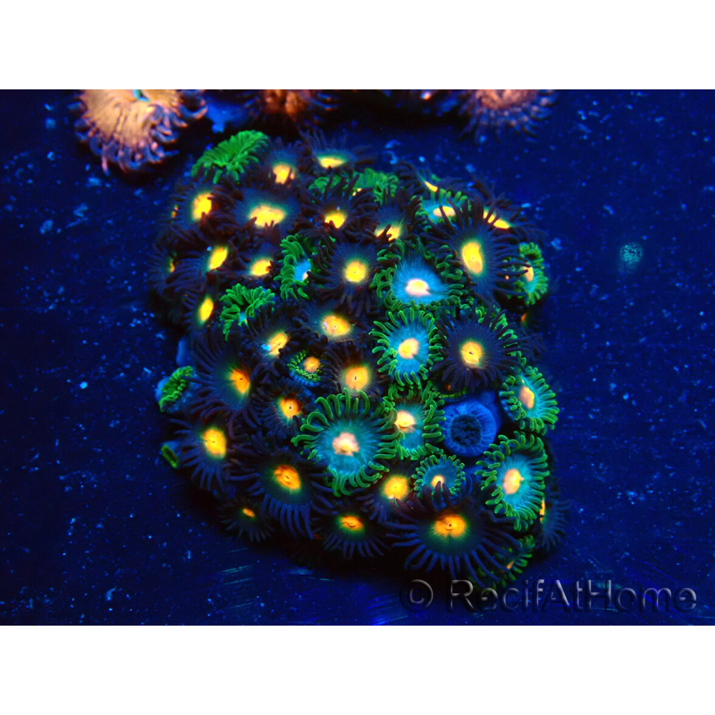 WYSIWYG - Zoanthus 14B5 Mariculture Indo Acclimaté sous led