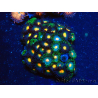 WYSIWYG - Zoanthus Indo Mariculture Acclimated under LED