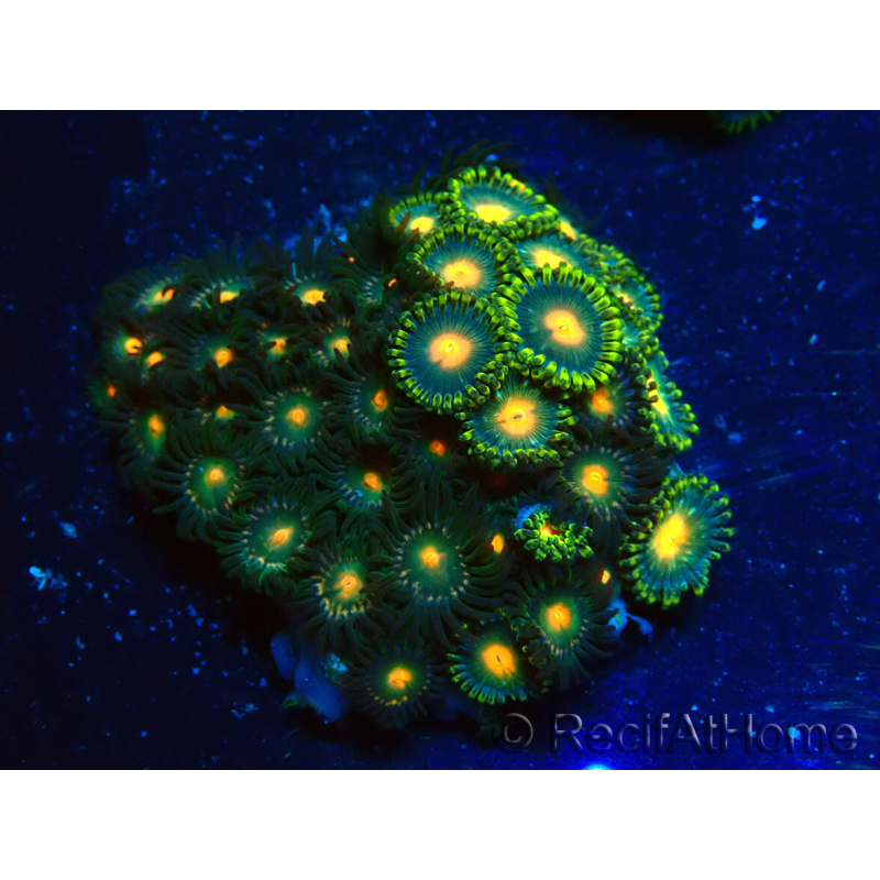 WYSIWYG - Zoanthus Maricultura Indo Aclimatado bajo led