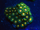 WYSIWYG - Zoanthus Mariculture Indo Acclimaté sous led