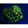 WYSIWYG - Zoanthus Maricultura Indo Aclimatado bajo led