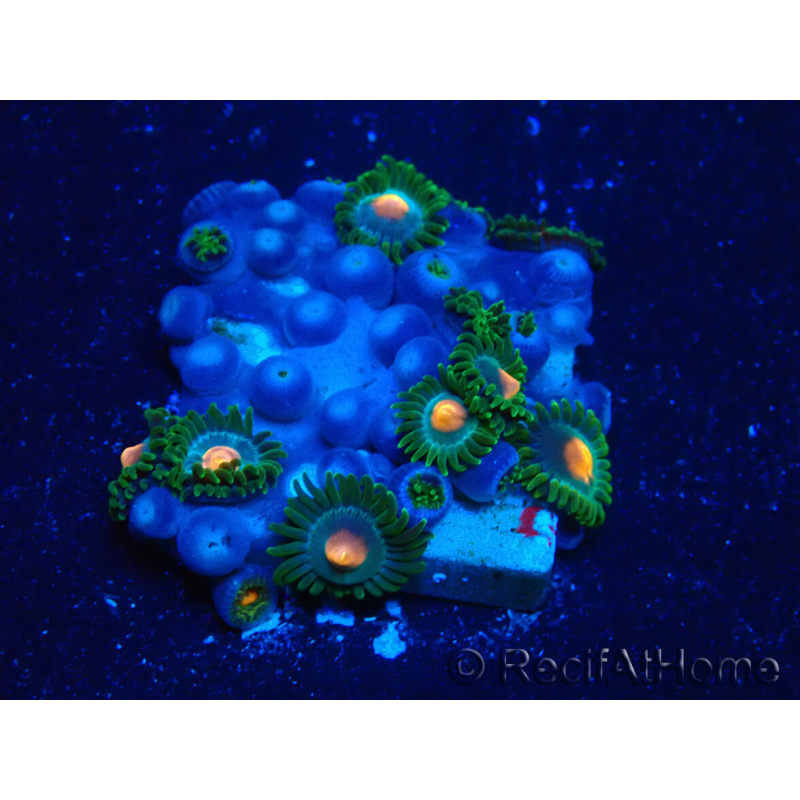 WYSIWYG - Zoanthus Mariculture Indo Acclimaté sous led