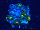 WYSIWYG - Zoanthus Mariculture Indo Acclimaté sous led