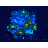 WYSIWYG - Zoanthus 14C1 Mariculture Indo Acclimaté sous led