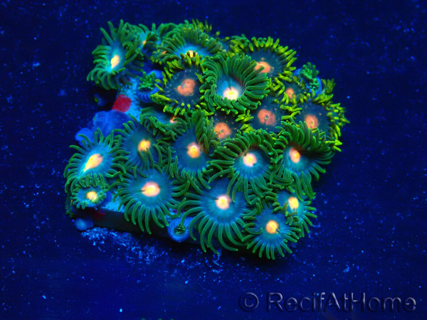 WYSIWYG - Zoanthus 14C2 Mariculture Indo Acclimaté sous led