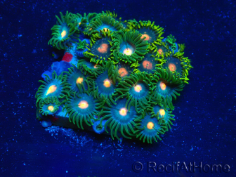 WYSIWYG - Zoanthus 14C2 Mariculture Indo Acclimaté sous led