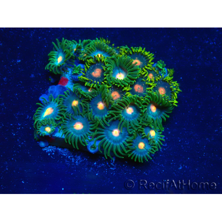 WYSIWYG - Zoanthus Maricultura Indo Aclimatado bajo LED