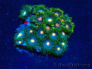 WYSIWYG - Zoanthus Mariculture Indo Acclimated under LED
