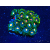 WYSIWYG - Zoanthus 14C2 Mariculture Indo Acclimaté sous led