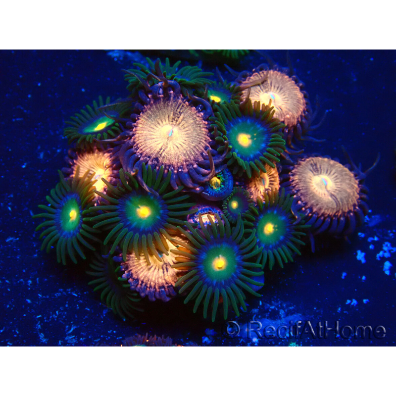 WYSIWYG - Zoanthus Maricultura Indo Aclimatado bajo led