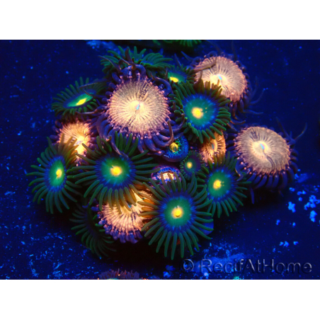 WYSIWYG - Zoanthus Mariculture Indo Acclimated under LED