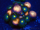 WYSIWYG - Zoanthus Maricoltura Indo acclimatato sotto led