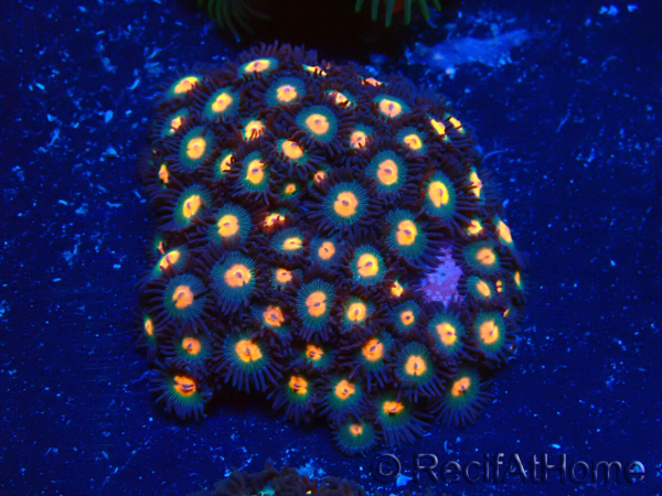 WYSIWYG - Zoanthus Maricoltura Indo Acclimatato sotto led