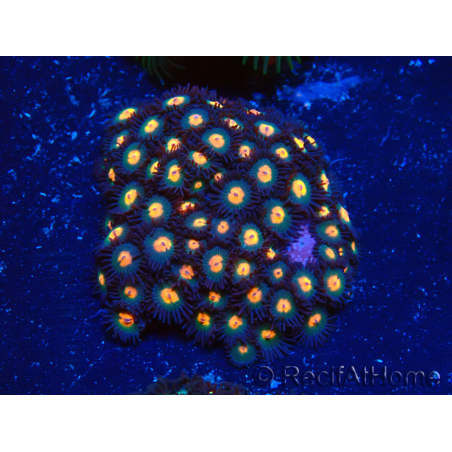 WYSIWYG - Zoanthus 14C4 Mariculture Indo Acclimaté sous led