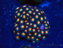 WYSIWYG - Zoanthus Indo Mariculture Acclimated under LED