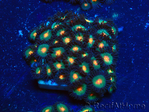 WYSIWYG - Zoanthus Maricultura Indo Aclimatado bajo LED