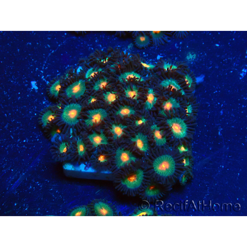 WYSIWYG - Zoanthus Indo Mariculture Acclimated under LED
