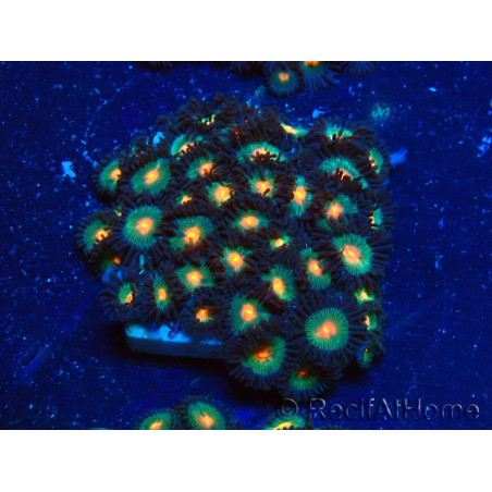 WYSIWYG - Zoanthus Mariculture Indo Acclimaté sous led