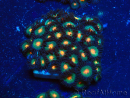 WYSIWYG - Zoanthus Maricultura Indo Acclimatato sotto led