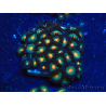 WYSIWYG - Zoanthus Maricultura Indo Acclimatato sotto led