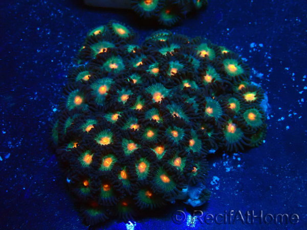 WYSIWYG - Zoanthus Maricultura Indo Aclimatado bajo led