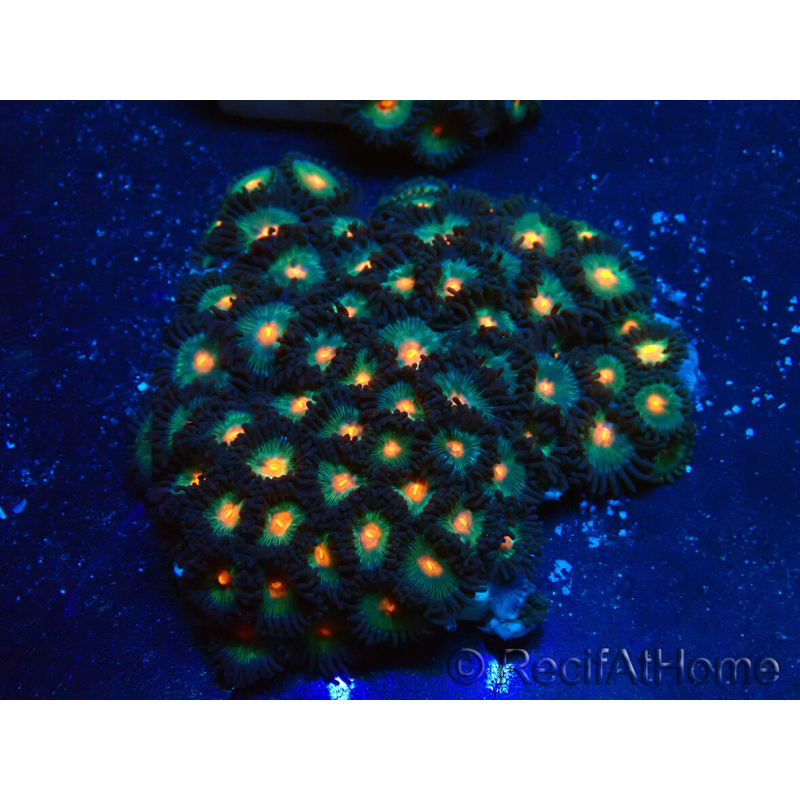 WYSIWYG - Zoanthus Indo Mariculture Acclimated under LED