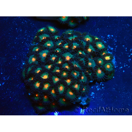 WYSIWYG - Zoanthus Indo Mariculture Acclimated under LED