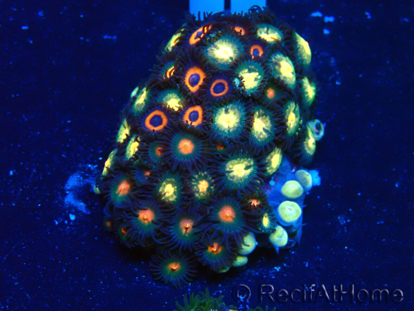 WYSIWYG - Zoanthus Maricultura Indo Aclimatado bajo LED