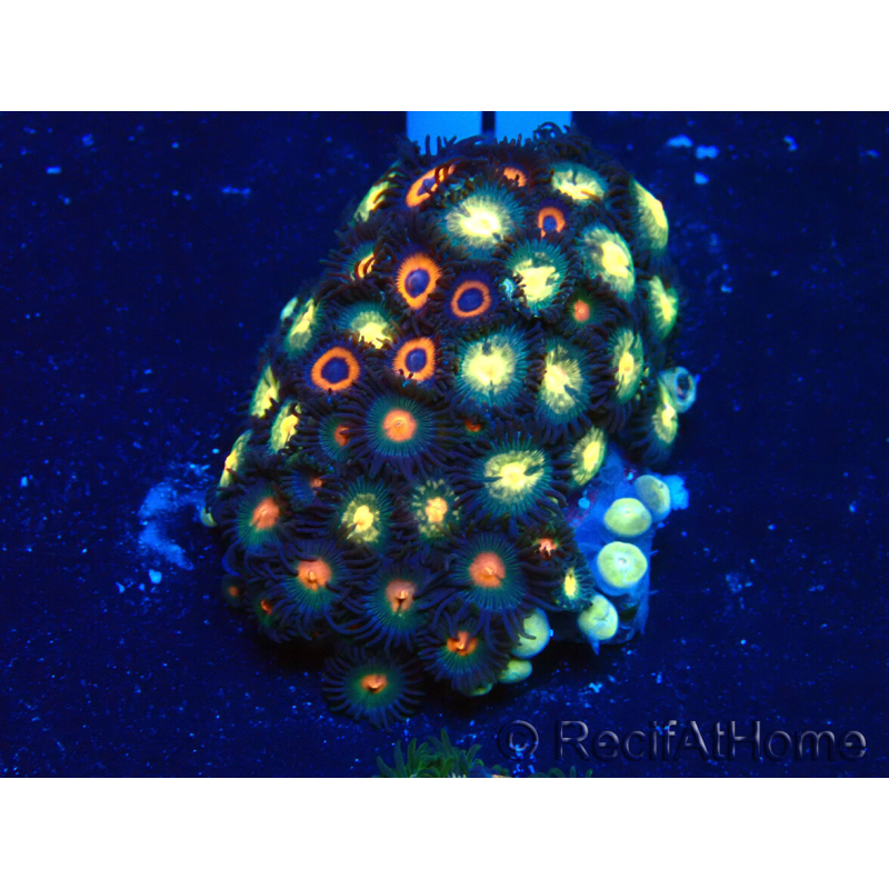 WYSIWYG - Zoanthus Maricoltura Indo Acclimatato sotto led
