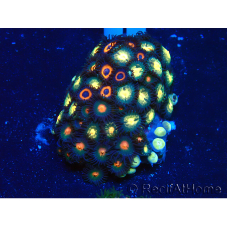 WYSIWYG - Zoanthus 14D1 Mariculture Indo Acclimaté sous led